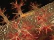 Camouflaged Goby Resting On A Soft Coral by Tim Laman Limited Edition Print