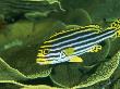 Oriental Sweetlips, Cruising Over A Wavy Coral by Tim Laman Limited Edition Print