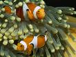 Pair Of Anemonefish In The Tentacles Of A Sea Anemone by Tim Laman Limited Edition Pricing Art Print