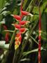 Heliconia, Heliconia Rostrata, Plant In Bloom by Tim Laman Limited Edition Print