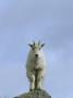 Mountain Goat (Oreamnos Americanus) Perched On A Rock by Tom Murphy Limited Edition Print