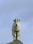 Mountain Goat (Oreamnos Americanus) Perched On A Rock by Tom Murphy Limited Edition Pricing Art Print