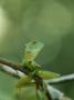 Close View Of A Lizard Perched On A Tree Branch by Tom Murphy Limited Edition Print