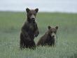 Brown Bear Cubs (Ursus Arctos) Foraging On Grass by Tom Murphy Limited Edition Print