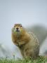 Ground Squirrel by Tom Murphy Limited Edition Print