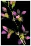 Orchidaceae I by Harold Davis Limited Edition Print
