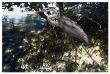 Mangrove Heron by Steve Hunziker Limited Edition Print