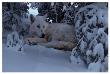 Snowy Wolf by Steve Hunziker Limited Edition Print