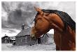 Looking Back At The Past by Stephanie Laird Limited Edition Pricing Art Print