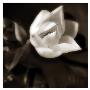 Magnolia Unfolding by Dan Magus Limited Edition Print