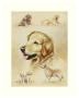 Golden Retriever by Libero Patrignani Limited Edition Pricing Art Print