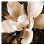 Magnolia Close Up I by Christine Zalewski Limited Edition Pricing Art Print