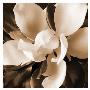 Magnolia Close Up I by Christine Zalewski Limited Edition Print