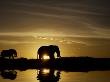 Mother And Baby Elephant Walking By A Lake At Sunrise by Scott Stulberg Limited Edition Pricing Art Print