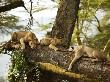 African Lions On Tree by Scott Stulberg Limited Edition Print