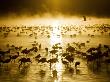 African Winged Sunset by Scott Stulberg Limited Edition Print