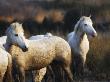 Camargue Horses In The Grass by Scott Stulberg Limited Edition Print