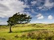 Windswept Tree On Moorland In Exmoor National Park, Somerset, England, United Kingdom, Europe by Adam Burton Limited Edition Print