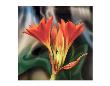 Clivia by Scott Peck Limited Edition Print