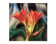 Clivia by Scott Peck Limited Edition Pricing Art Print