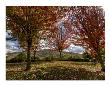 Diablo Vista Park Autumn by Michael Polk Limited Edition Print