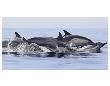Dolphins At Play by Steve Munch Limited Edition Pricing Art Print
