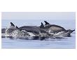 Dolphins At Play by Steve Munch Limited Edition Print