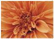 Mini Graphic Dahlia I by Rachel Perry Limited Edition Print