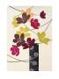 Japanese Anemones by Fiona Howard Limited Edition Print