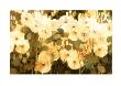 Cluster Of Blooms by Ann Neate Limited Edition Print
