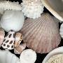 A Mixture Of Sea Life, Including A Scallop, Operculum, Cone Snails, And Coral by Josie Iselin Limited Edition Print