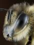 Head Of A Honey Bee (Apis Mellifera) by Wim Van Egmond Limited Edition Print