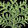 Close Up Of Eastern White Cedar Leaves by Jose Iselin Limited Edition Pricing Art Print