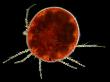 The Water Mite (Hydrachna Globosa) Is A Freshwater Arachnid. Darkfield by Wim Van Egmond Limited Edition Print