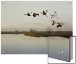 Sandhill Cranes Flying Over A Lake, Sacramento, California by D.M. Limited Edition Print