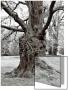 Large Gnarled Old Tree by I.W. Limited Edition Print