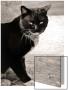 Cute Black Cat With White Paws by I.W. Limited Edition Print