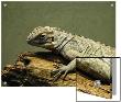 Reptile Sunning On Log Close-Up by I.W. Limited Edition Pricing Art Print