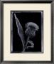 Thistle by Augusto Camino Limited Edition Print
