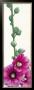 Pink Hollyhock Iii by Stephanie Andrew Limited Edition Print