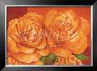 Orange Countryrose by Angela Bionda Limited Edition Pricing Art Print