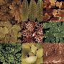 Leaf Montage by Tony Stuart Limited Edition Print