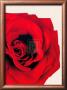 Red Rose by Will Taylor Limited Edition Print