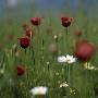 Close Up Of Wild Flowers In A Field by Lars Dahlstrom Limited Edition Print