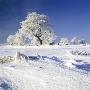 View Of A Rural Area Covered With Snow by Ove Eriksson Limited Edition Print