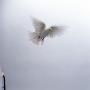 Low Angle View Of A Pigeon Flying In The Sky by Lars Nybom Limited Edition Print