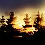 Fir Trees With Bright Light In Background by Mikael Bertmar Limited Edition Print