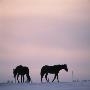 Horses Outdoors In Winter, Finland by Kalervo Ojutkangas Limited Edition Print