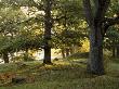 Oakwood, Uppland, Sweden by Anders Ekholm Limited Edition Print