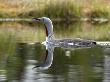 A Red-Throated Diver On Water by Berndt-Joel Gunnarsson Limited Edition Print